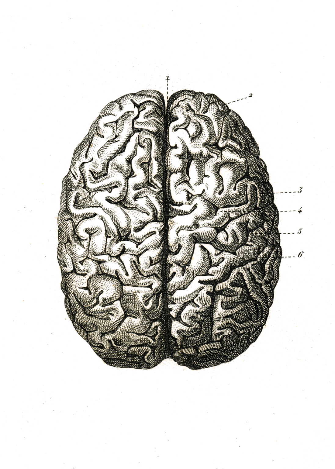 menneskelige hjerne – plakat – E-shops