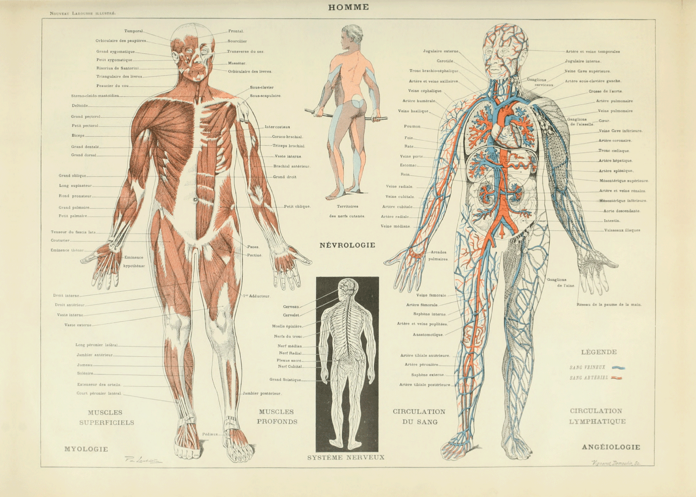 Anatomi plakat – E-shops